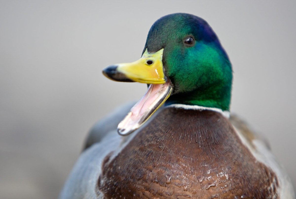 Клюв селезня