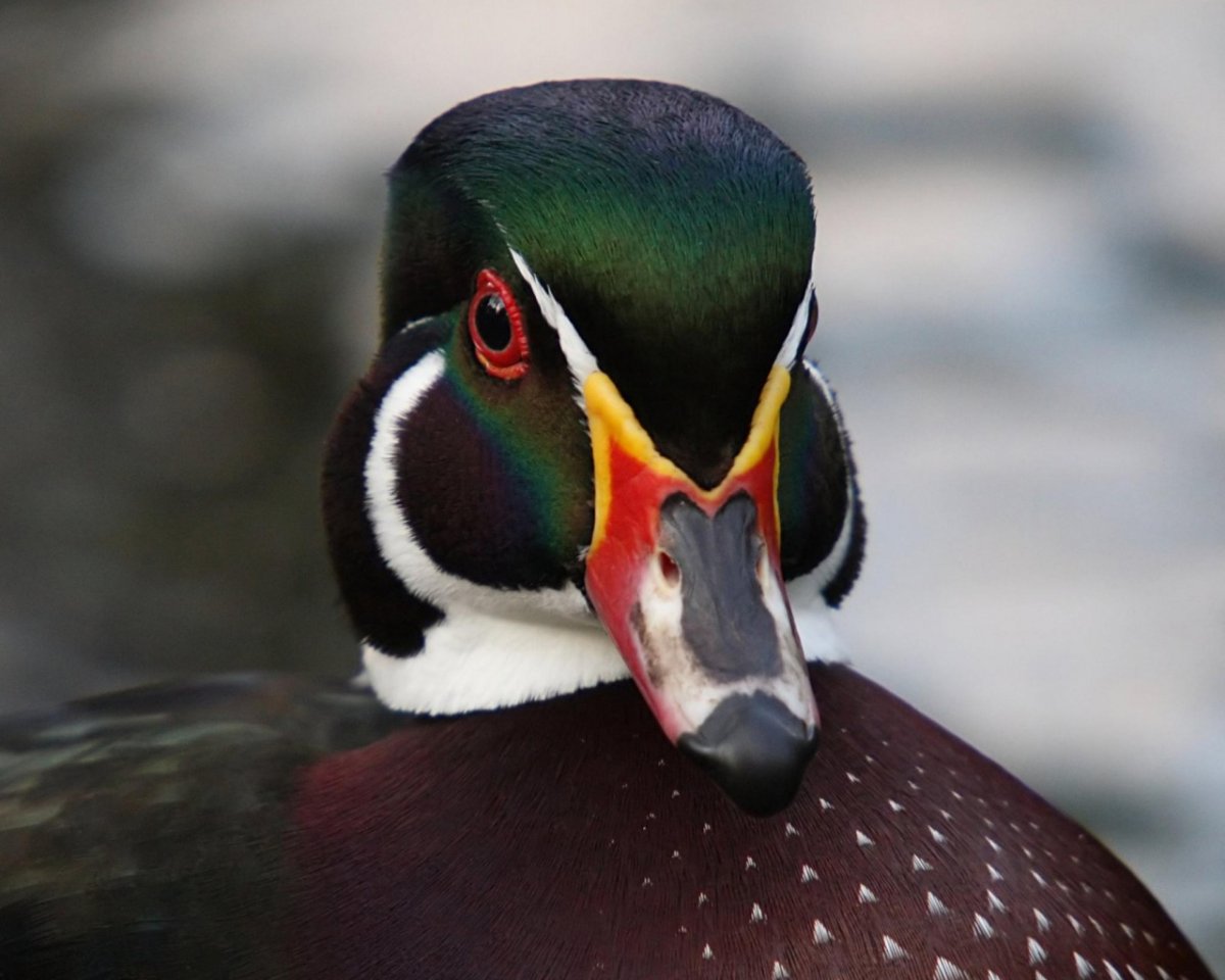 Утка с зеленым клювом