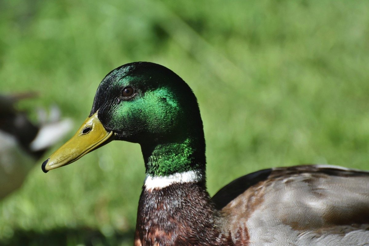 Зеленая утка
