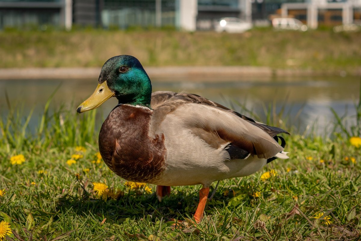 Породы уток кряква