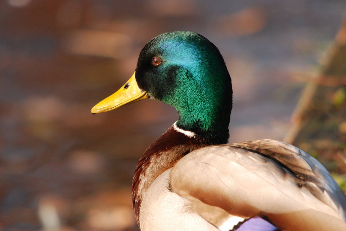 Древесная утка