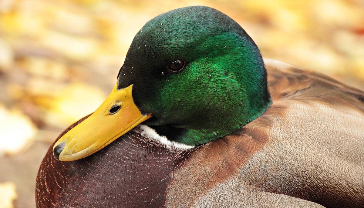 Цветная утка