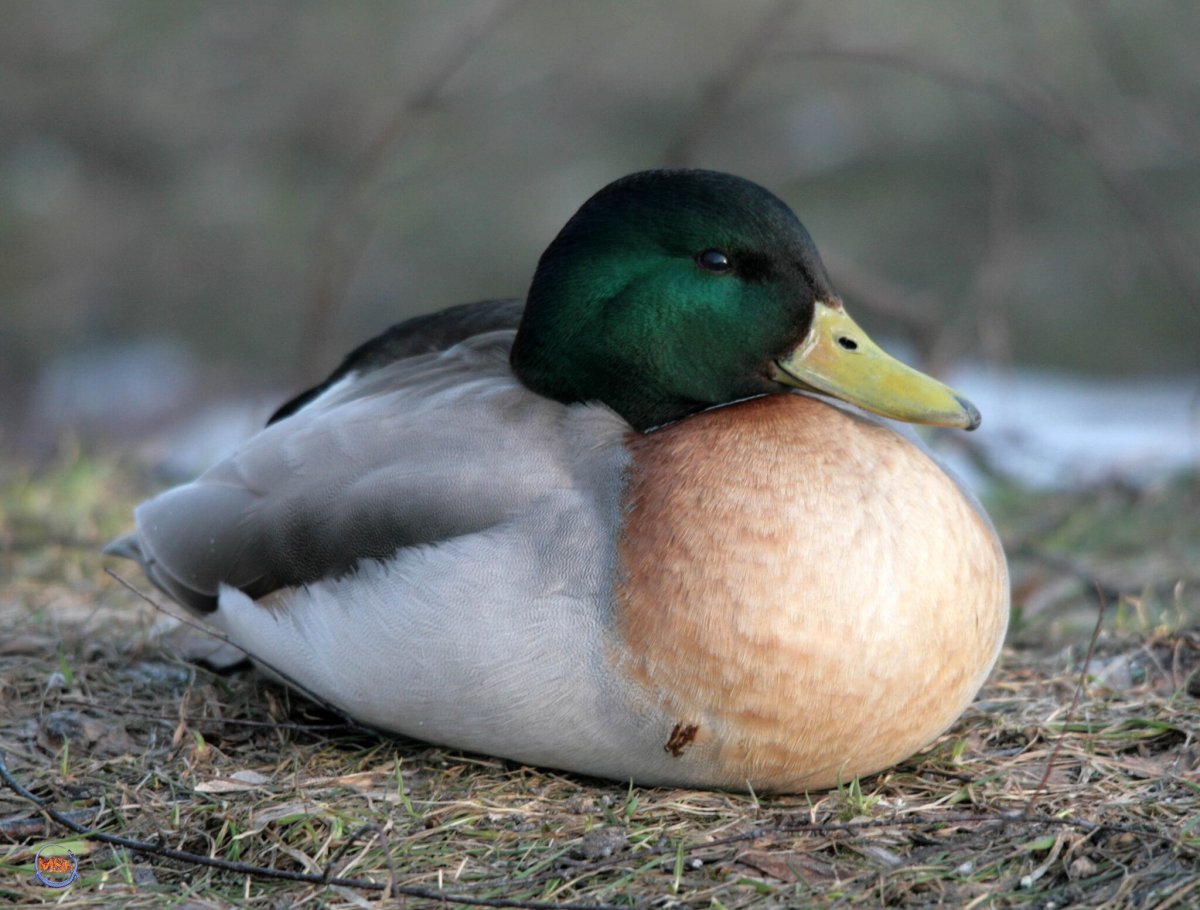 Белка и утка