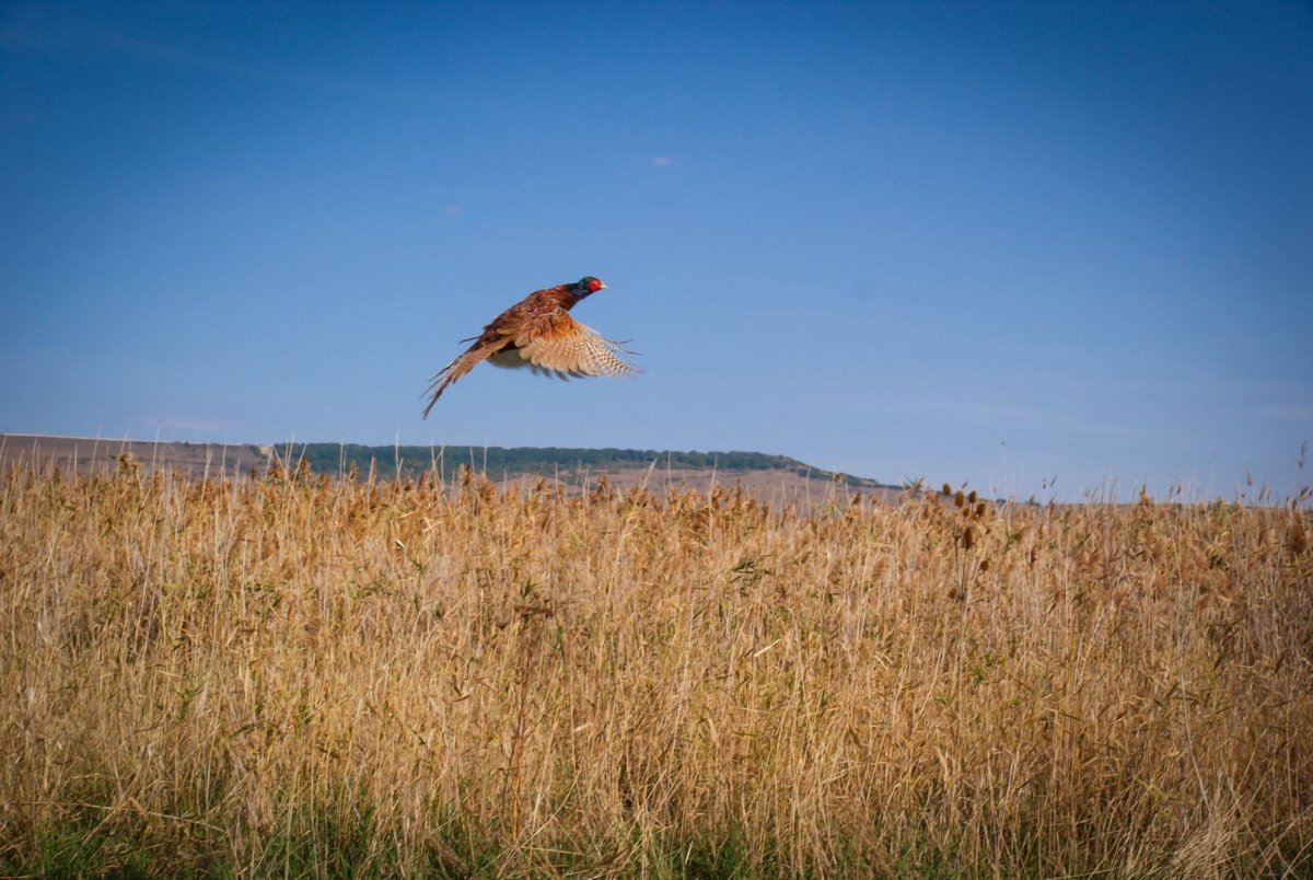 Птицы на полях в Ставропольском крае