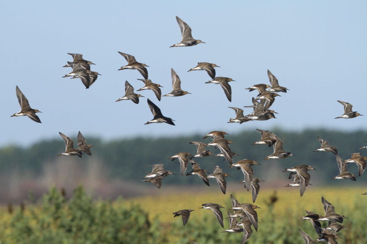 Отлет птиц осенью