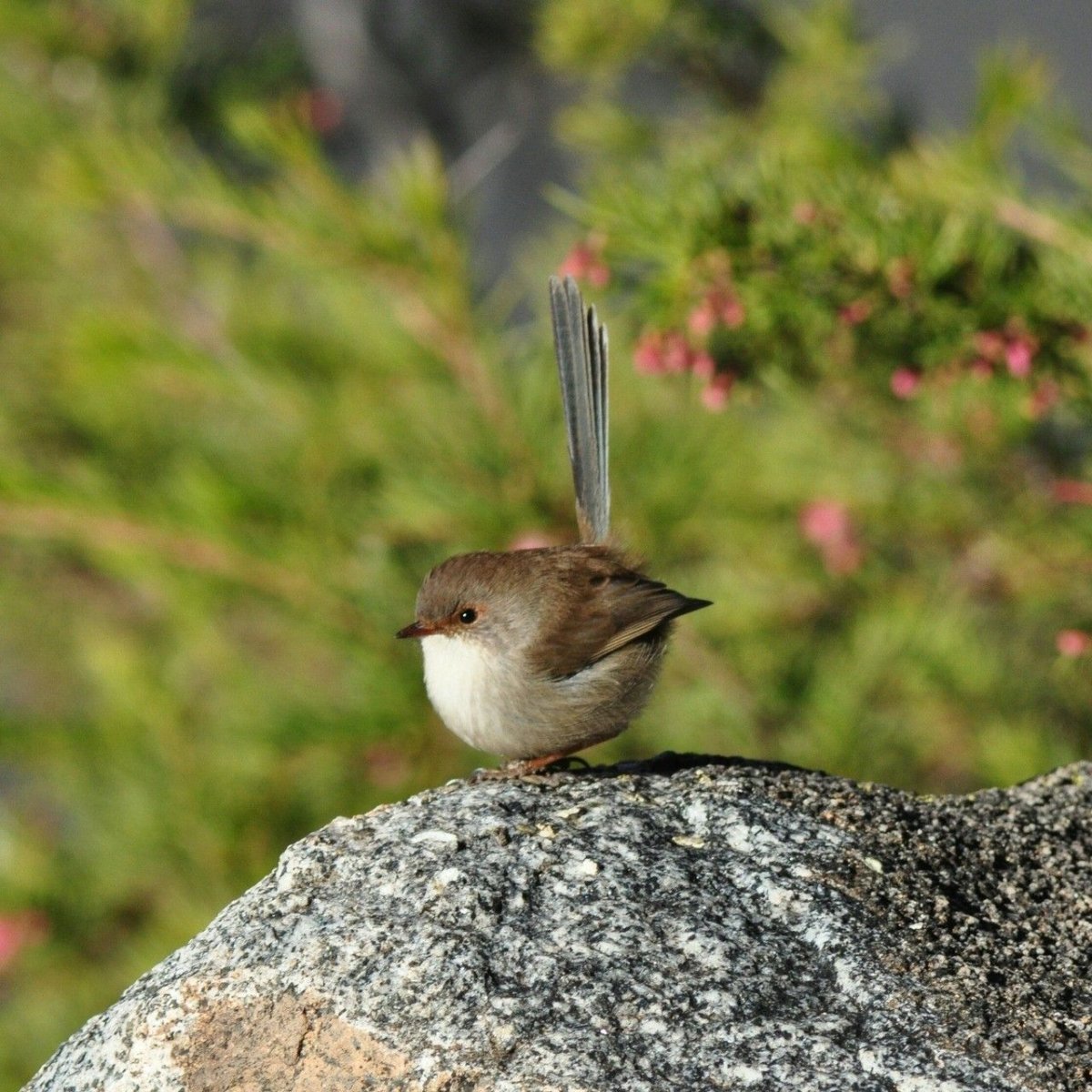 Скороход птица