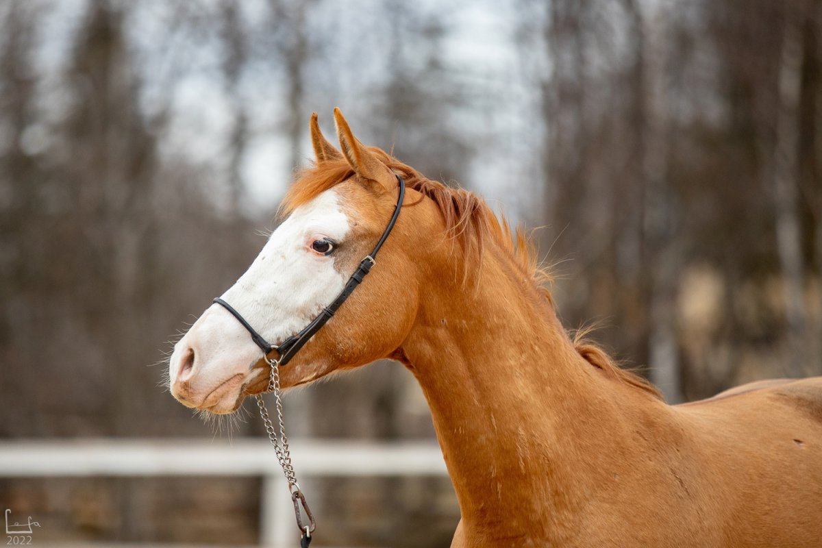 Порода лошади мерси