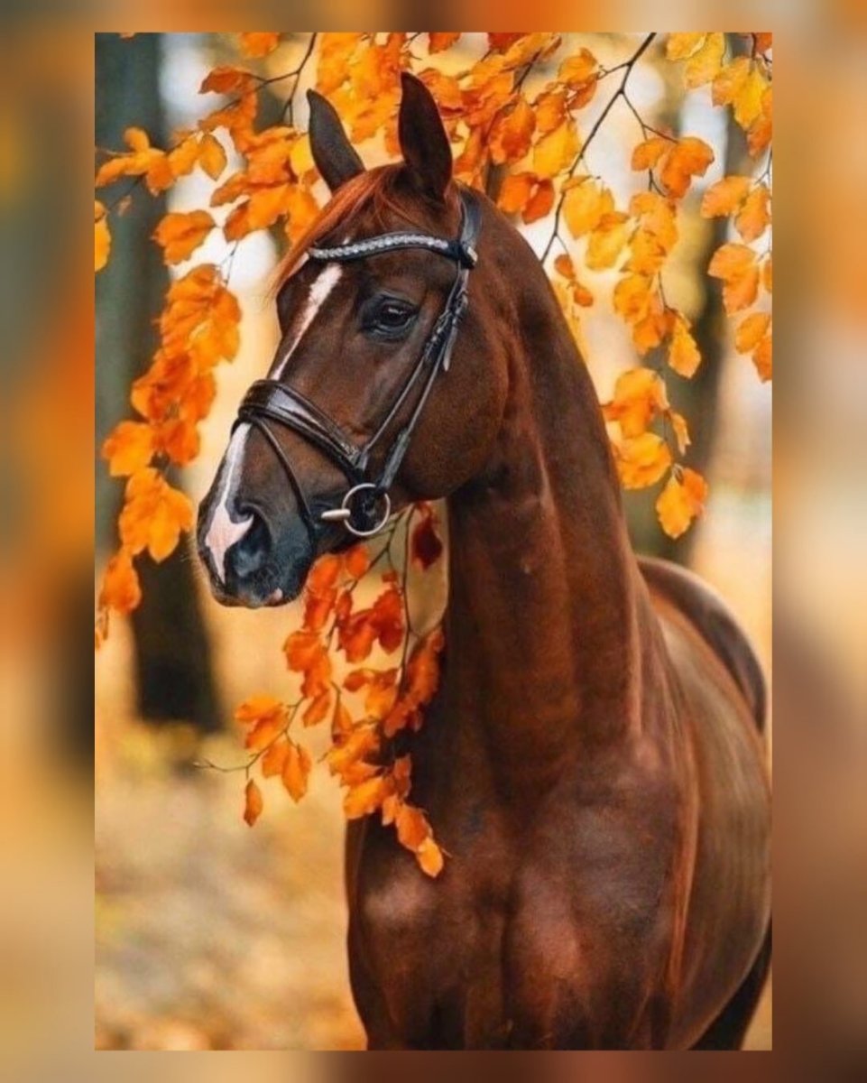 Лошадь осень