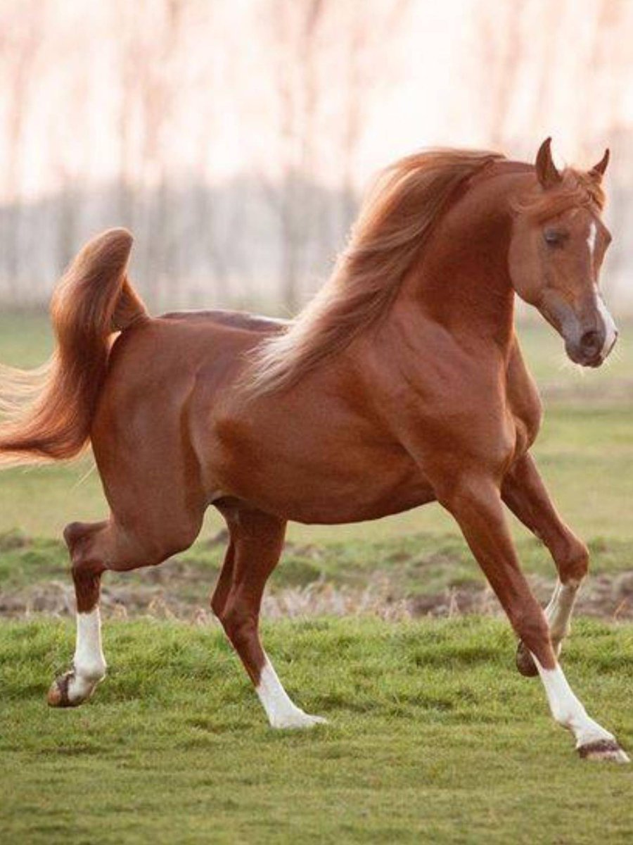 Арабская порода лошадей кохейлан