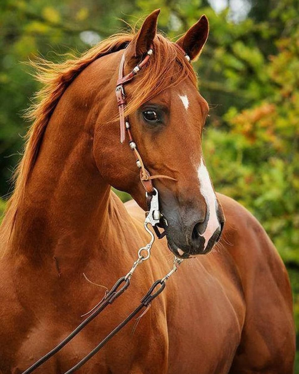 Красивые лошадки