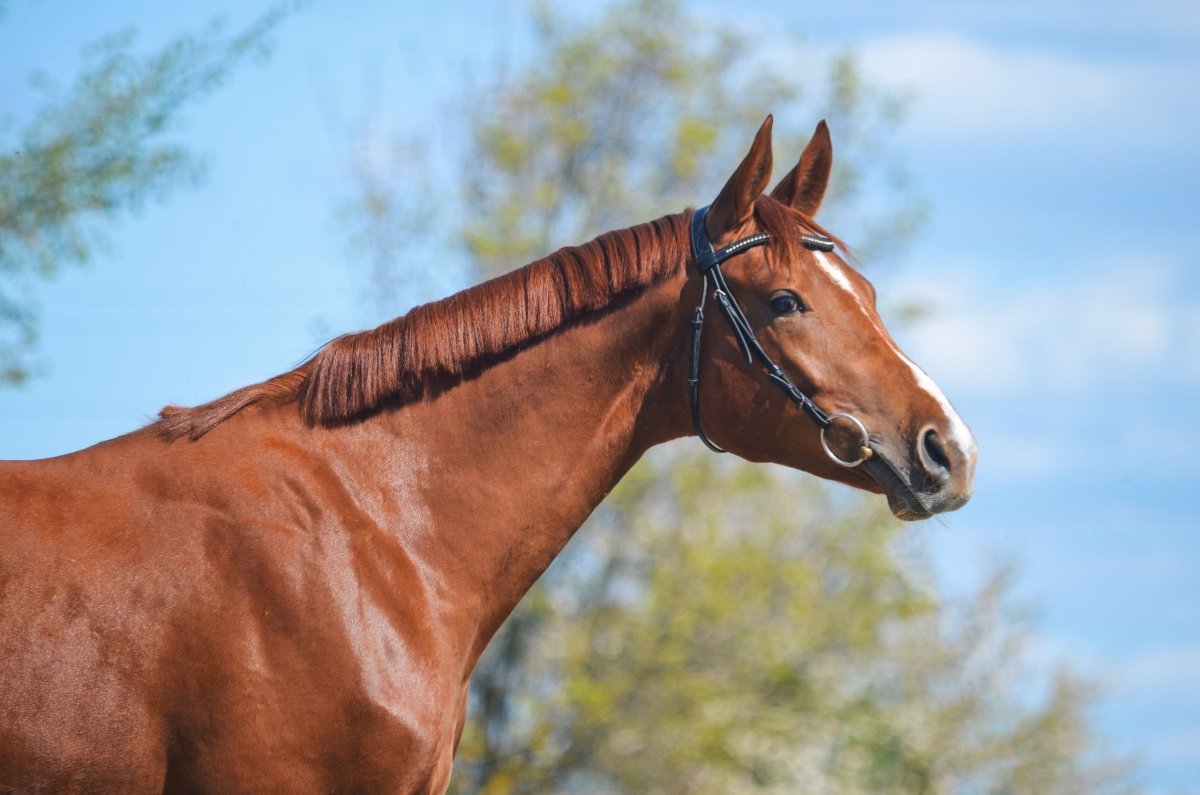 Лошади золотые дончаки