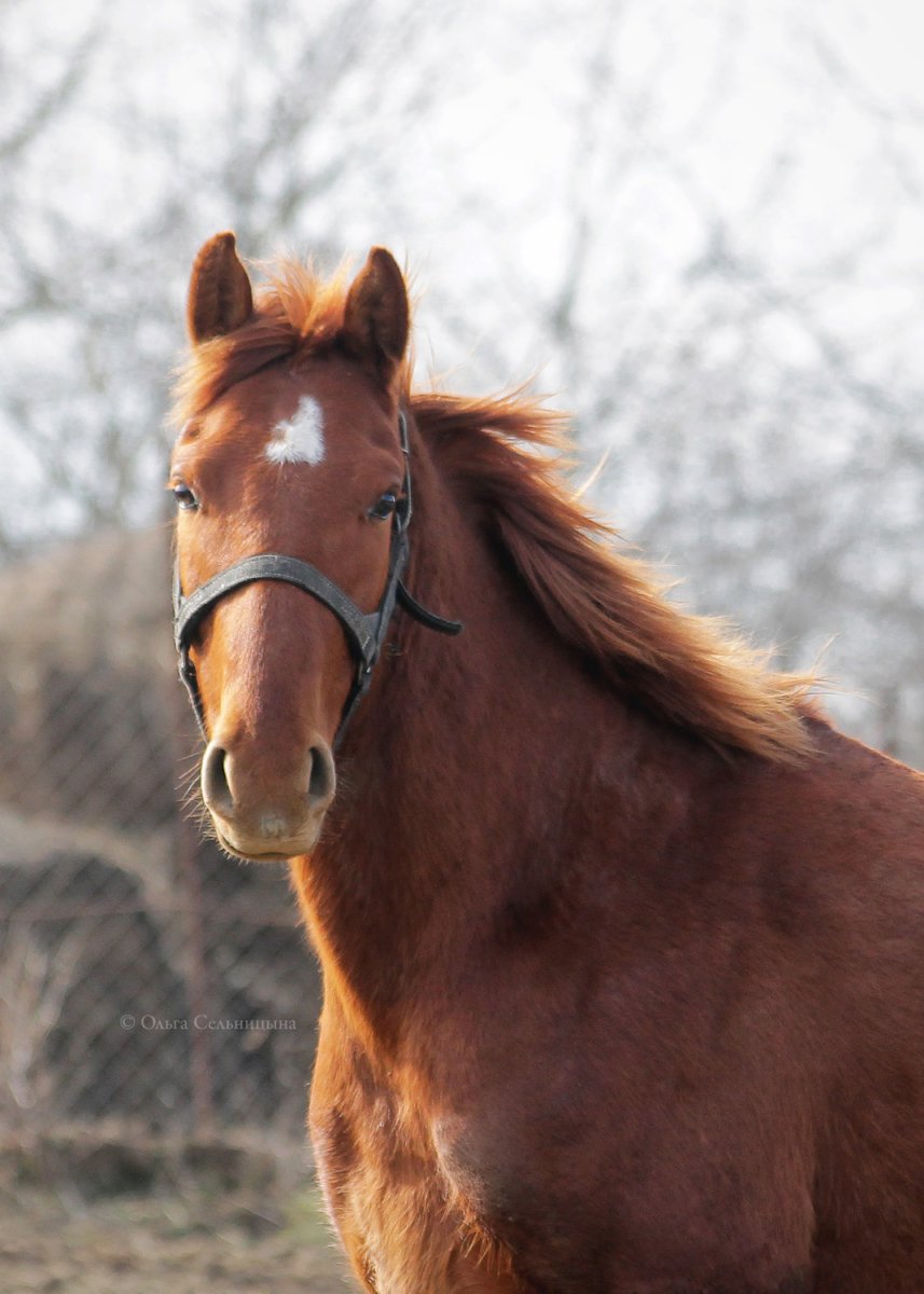 Терская лошадь