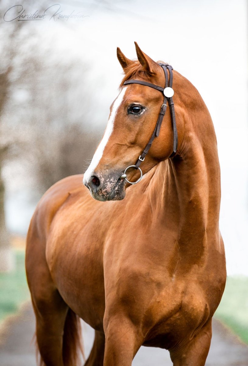 Лошадь Донской породы