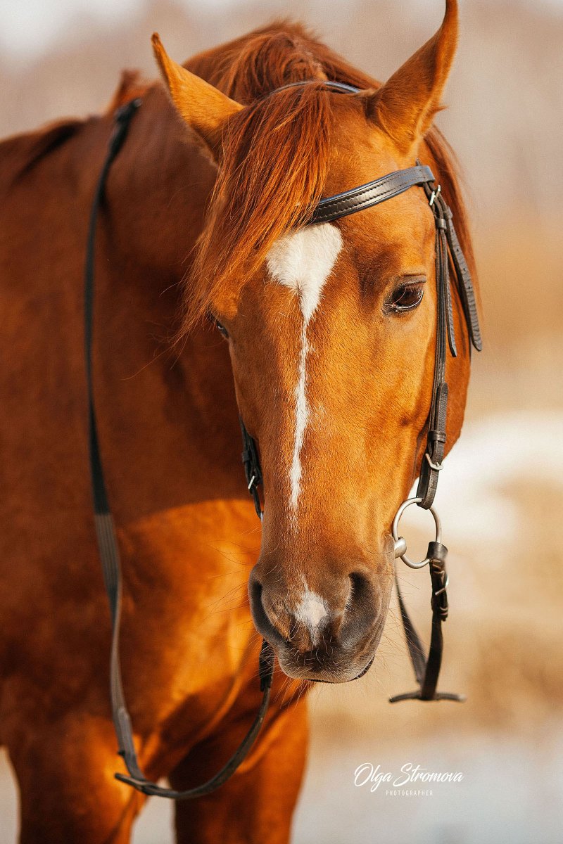Рыжая кобыла