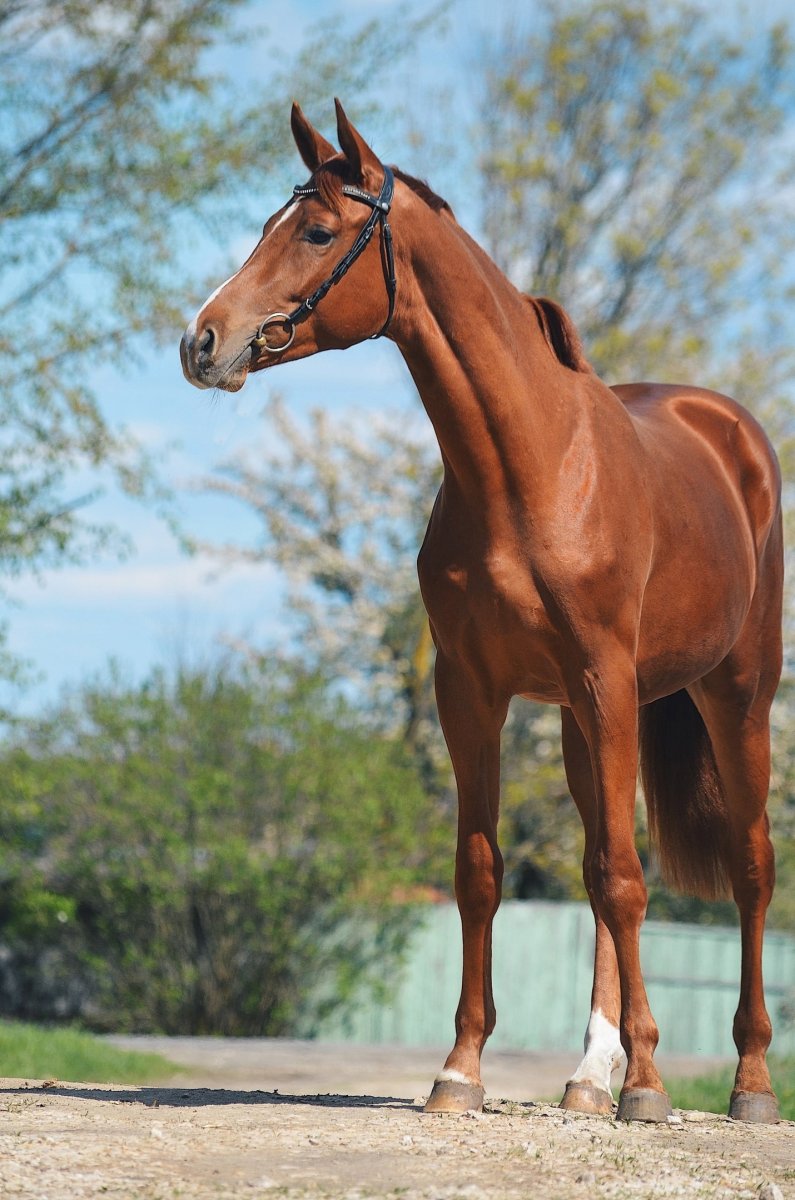 Ганноверские лошади рыжий мерин