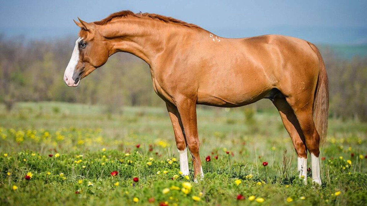 Каурая масть лошади