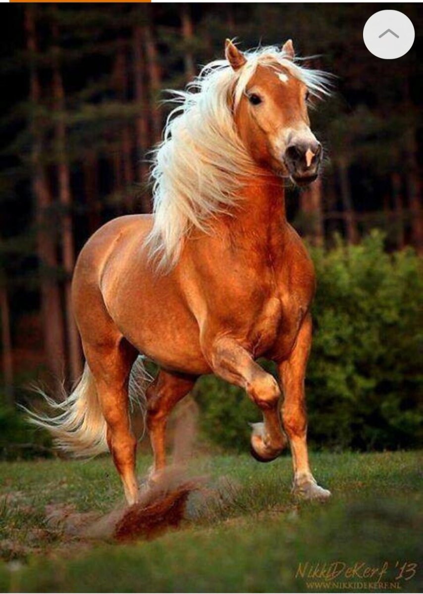 Соловая масть Мустанг