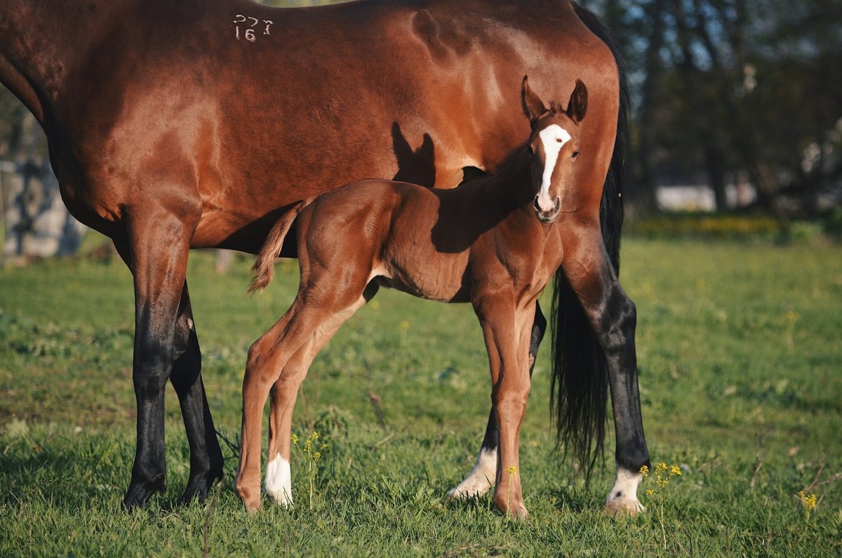 Случка и выжеребка кобыл
