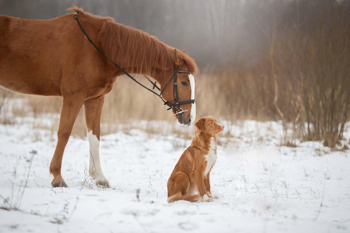 Рыжая лошадь и собака