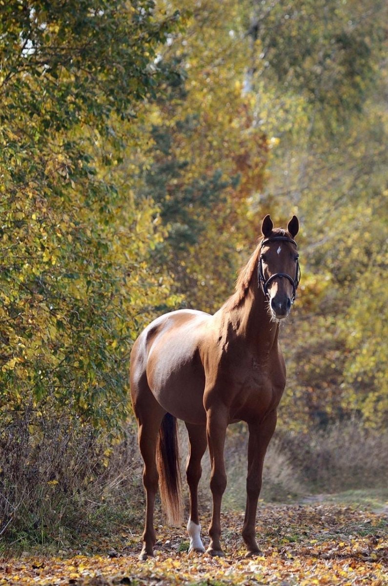 Донская рыжая лошадь