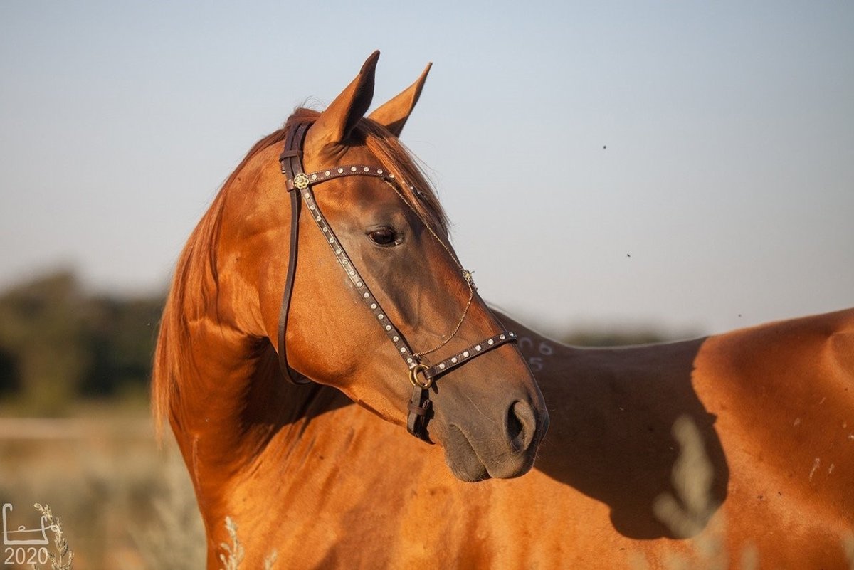 Масти Донской породы лошадей