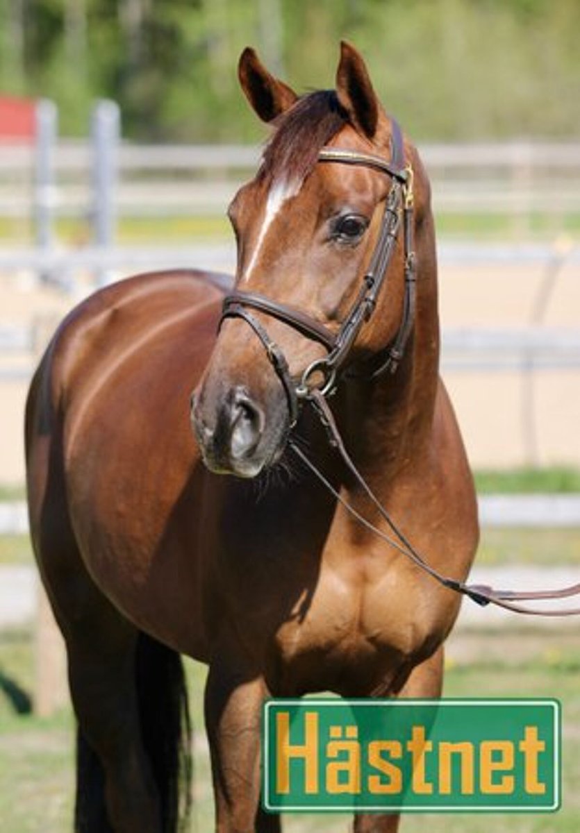 Havre de Grace лошадь