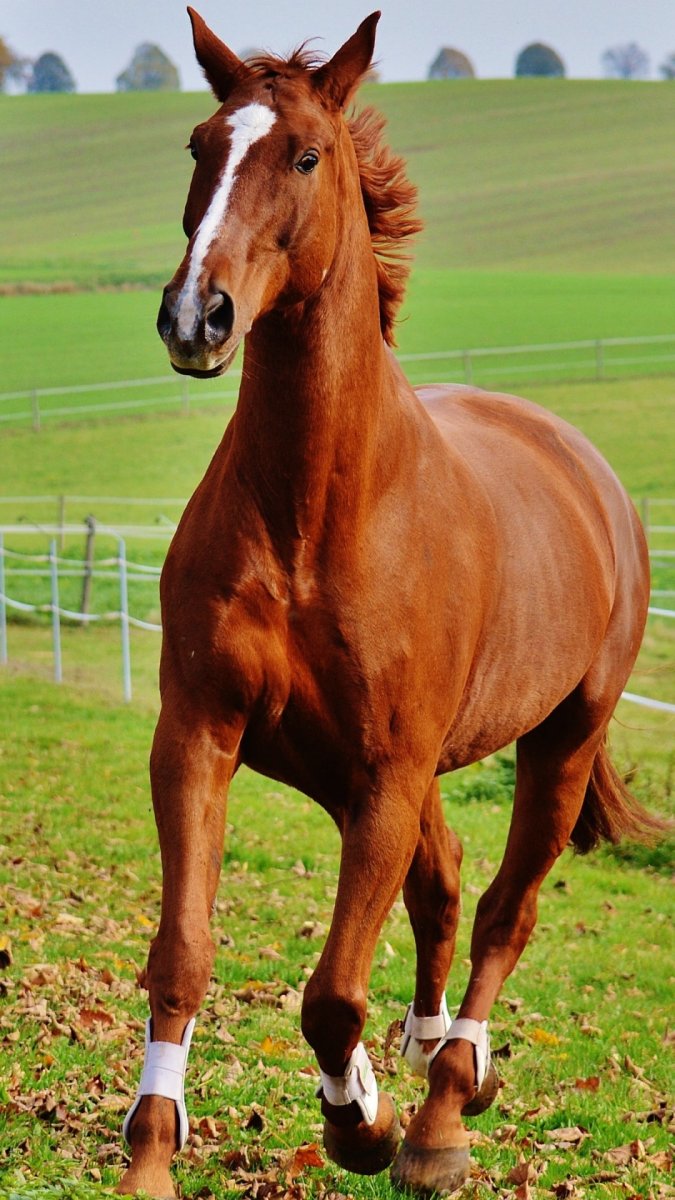 Коричневая лошадь