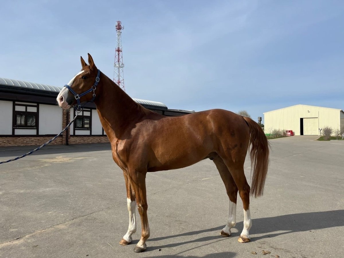 Верховая порода лошадей