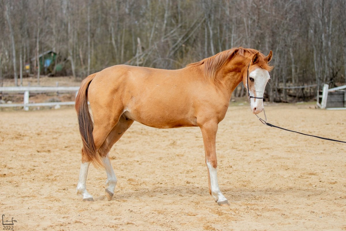 Буденновский конезавод