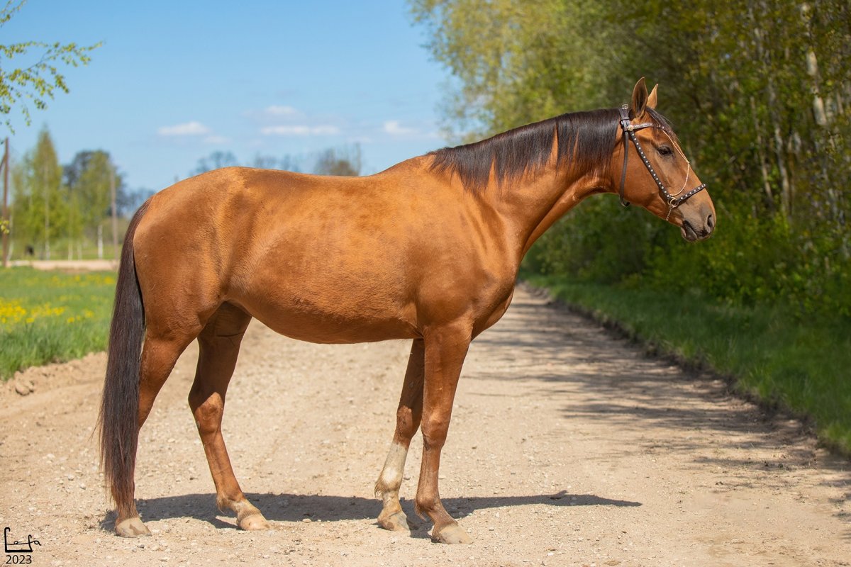 Дончак порода лошадей