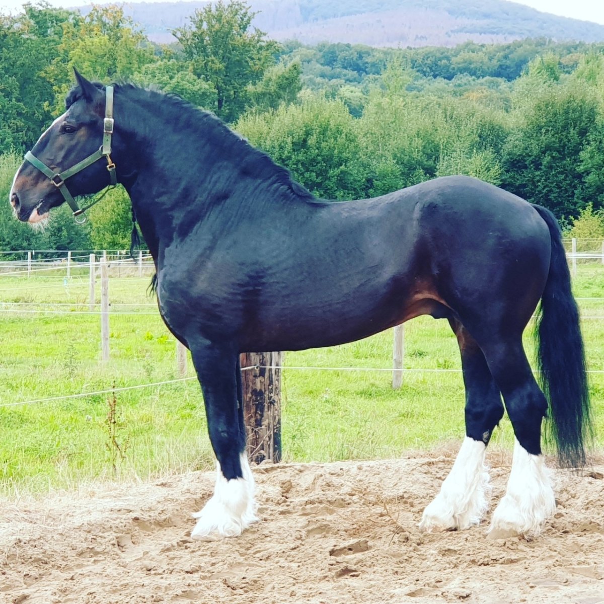 Конь Владимир