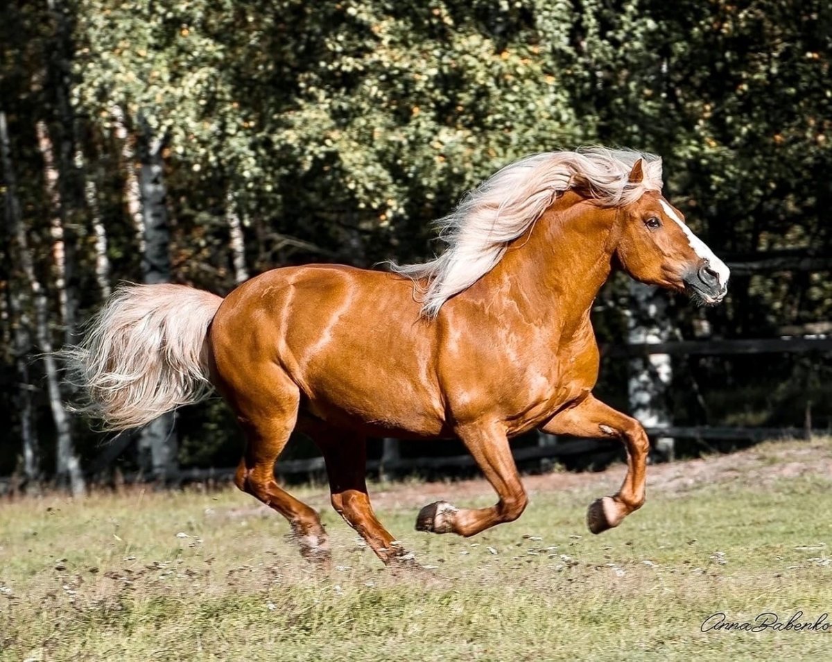 Паломино Хафлингер