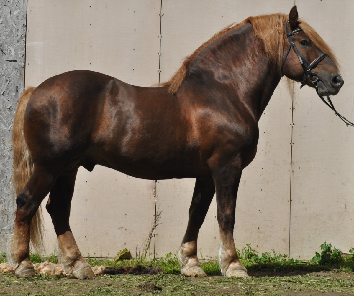 Райхан Советский тяжеловоз