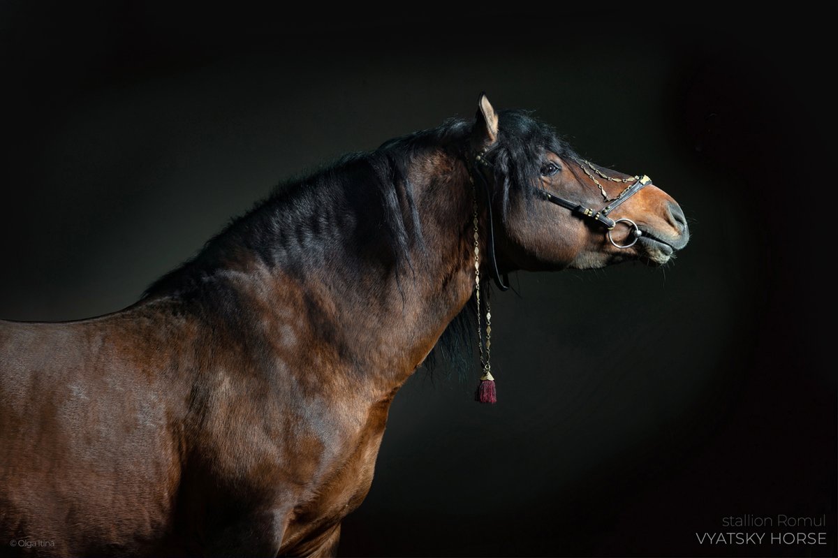 Альтер Реал лошадь