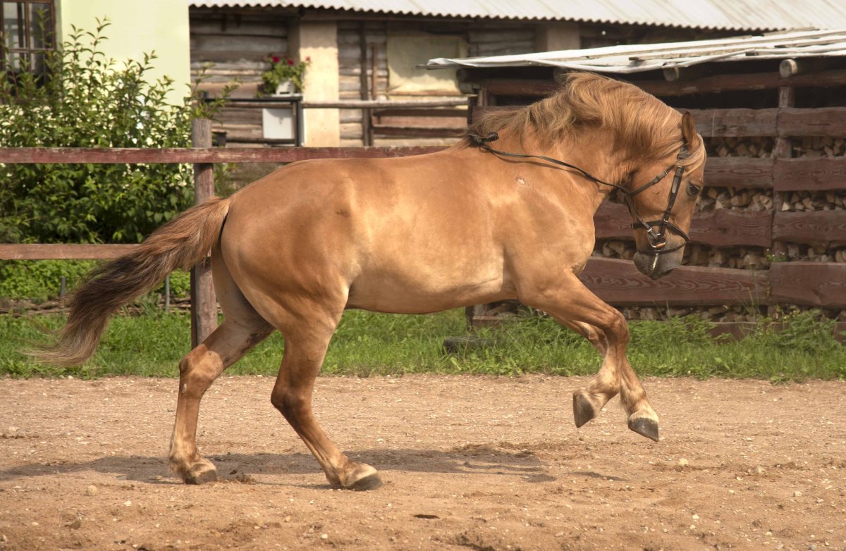 Советский тяж