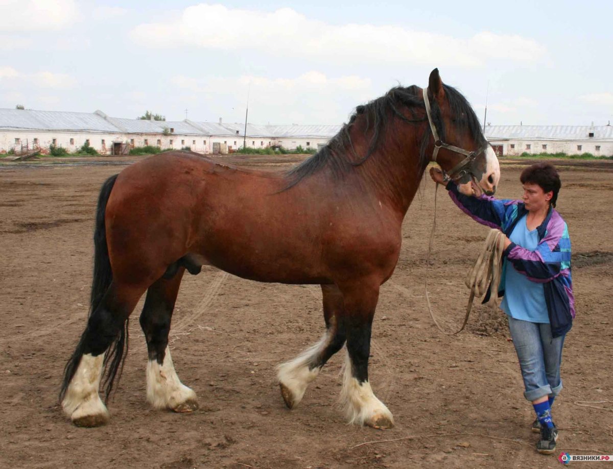Владимирский жеребец Горизонт
