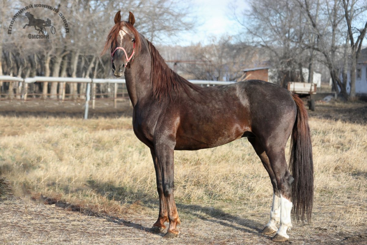 Пегий Орловский рысак