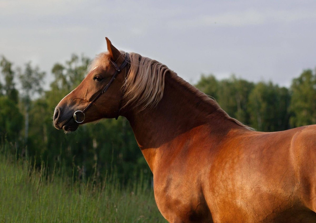 Лошадь экстерьер тяжеловоз