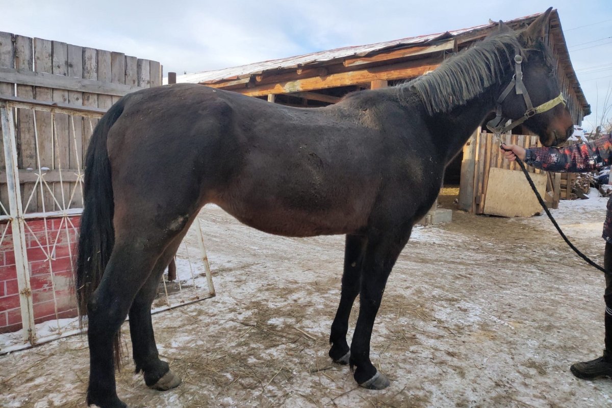 Лошадь кобыла