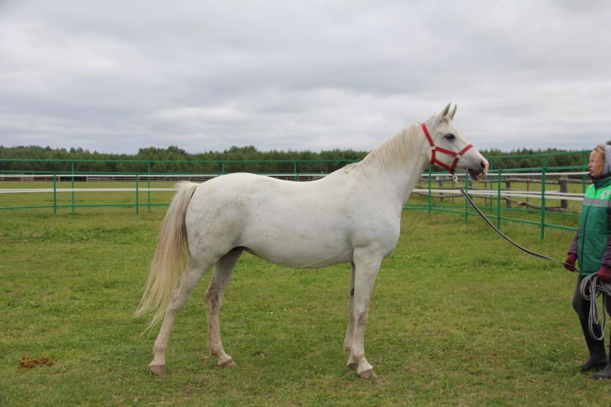 Терская порода лошадей характеристика