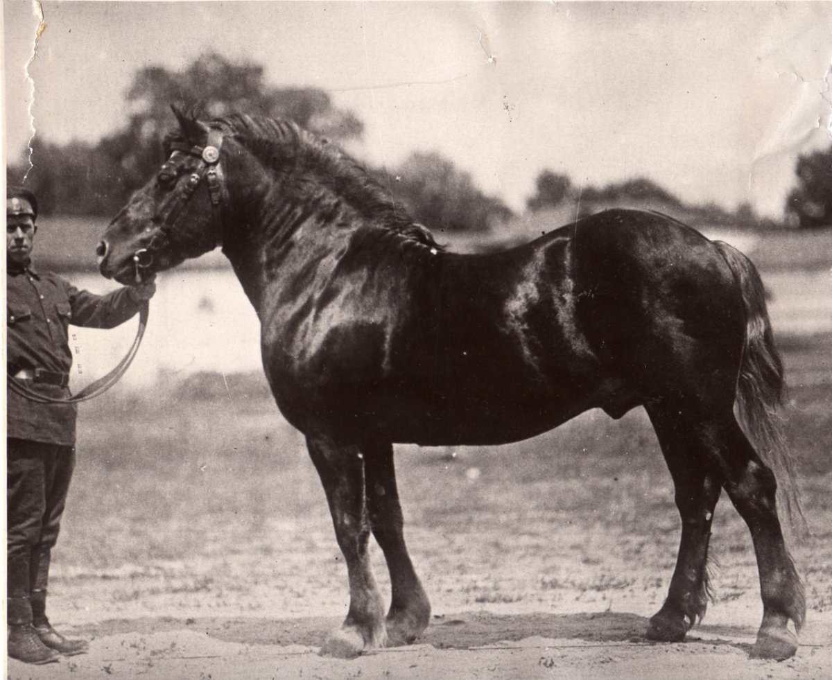 Лошади- тяжеловозы на войне