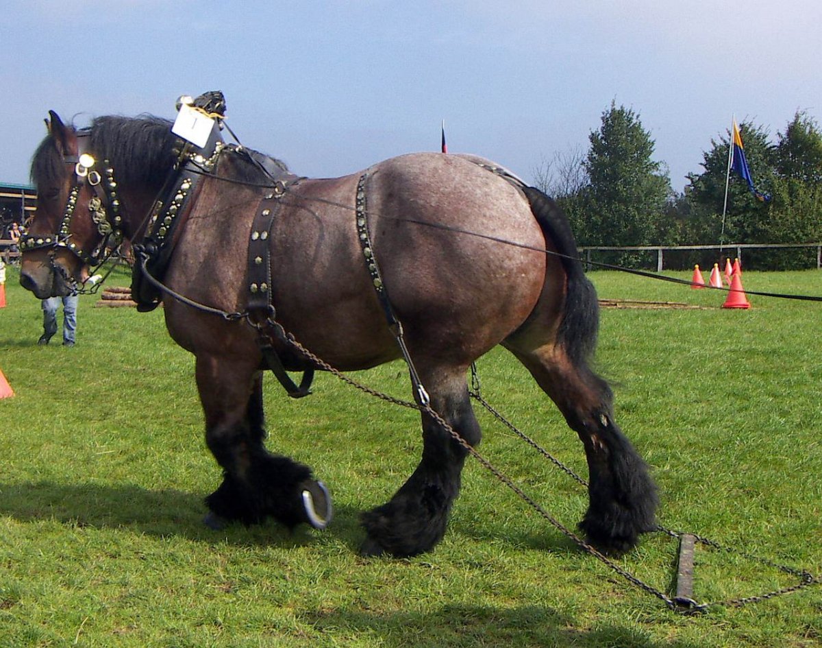 Русская порода больших тяговых лошадей