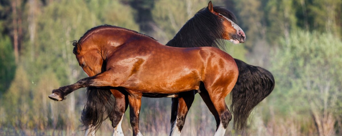 Один жеребец