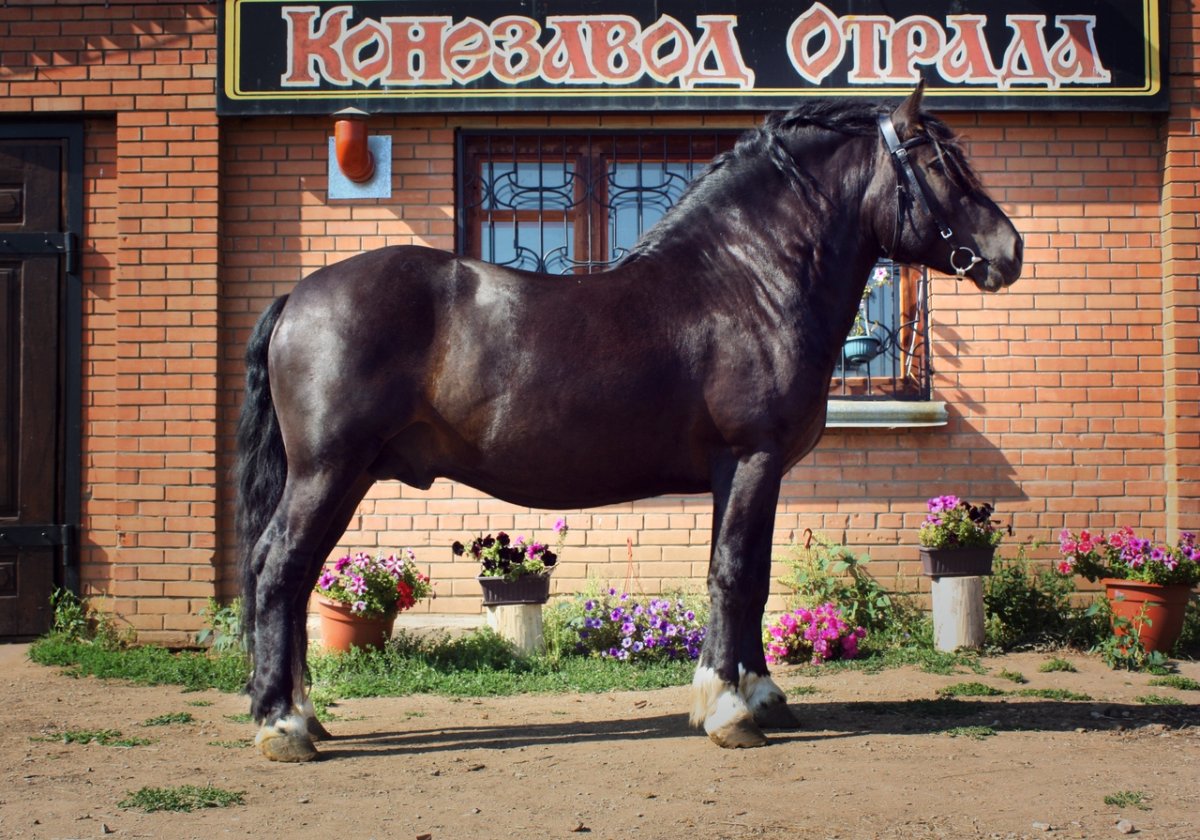 Вологодский конезавод