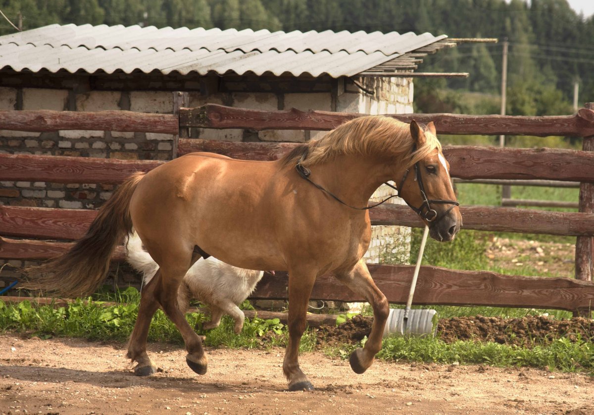Лошадь экстерьер тяжеловоз