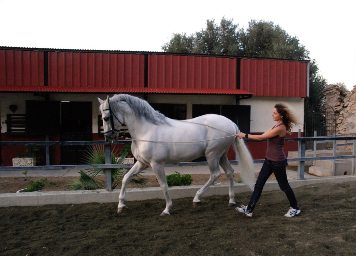 Вюртембергская порода