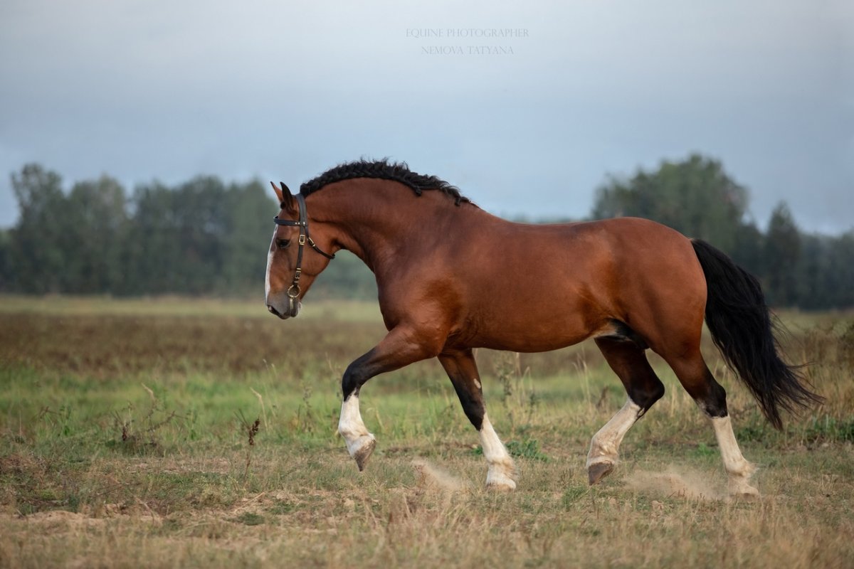 Владимирский тяжеловоз высота лошади