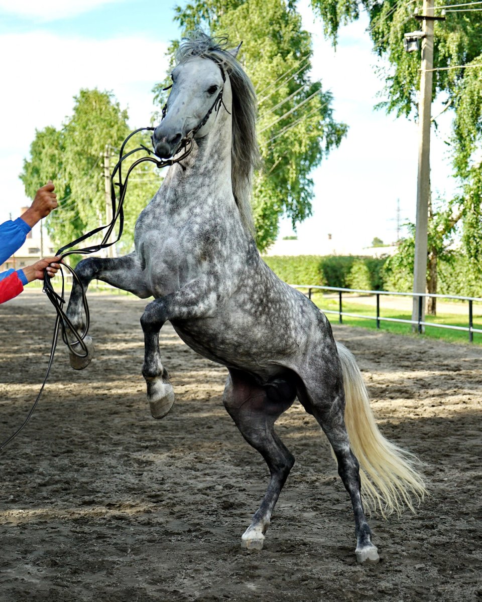 Орловская порода лошадей