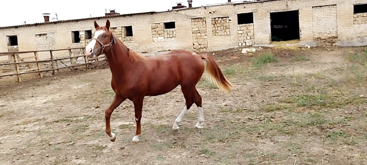 Зимовниковский конезавод лошади