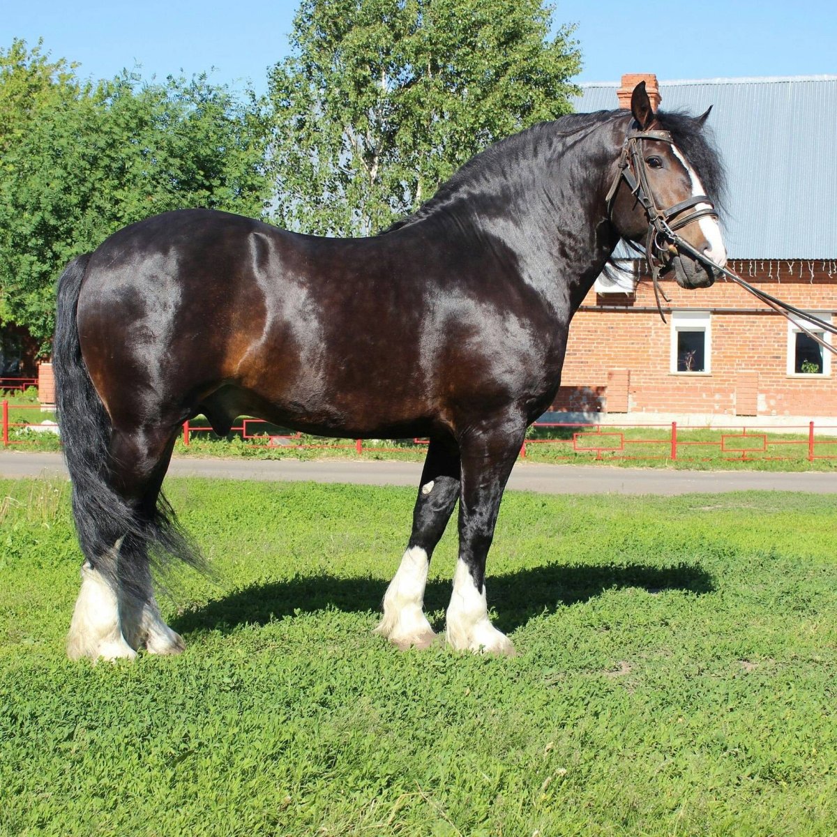 Битюг (порода лошадей)